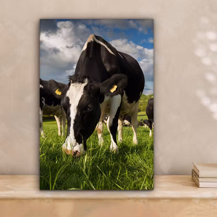 Koeien - Dieren - Gras - Weiland - Boerderij canvas 2cm klein -sfeer1