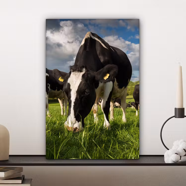 Koeien - Dieren - Gras - Weiland - Boerderij canvas 2cm klein -sfeer6
