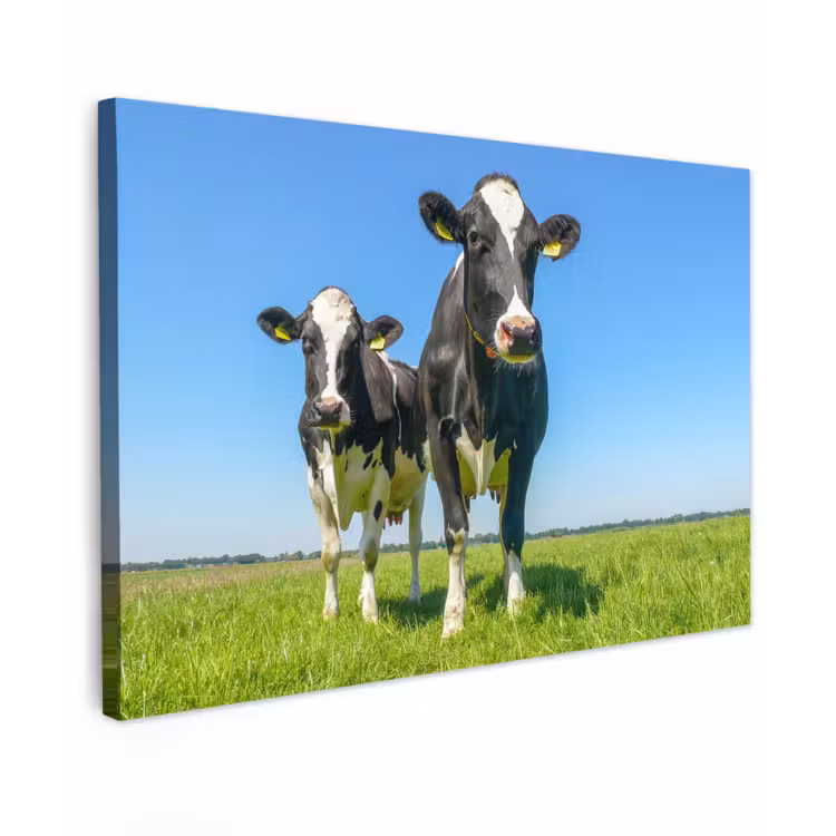 Koeien - Weiland - Gras - Dieren - Boerderij canvas 2cm klein -z3d