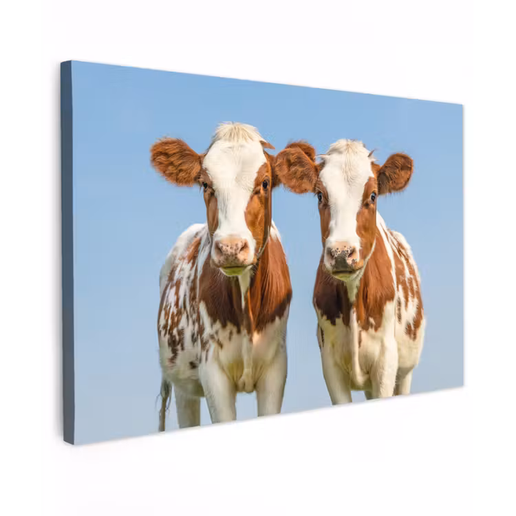 Koeien - Lucht - Dieren - Boerderij - Portret canvas 2cm klein -z3d