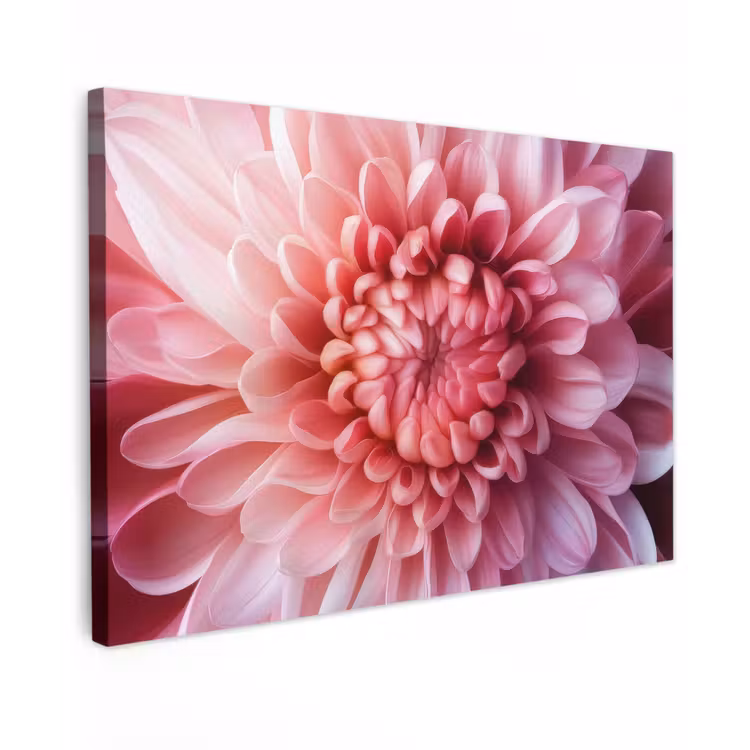 Dahlia - Bloem - Close up - Roze canvas 2cm klein -z3d