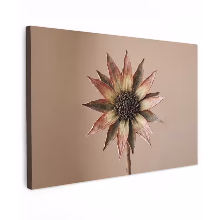 Droogbloem - Protea - Vintage - Beige - Rustiek canvas 2cm klein -z3d