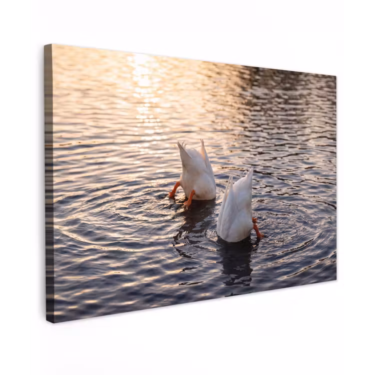 Eenden - Water - Natuur canvas 2cm klein -z3d