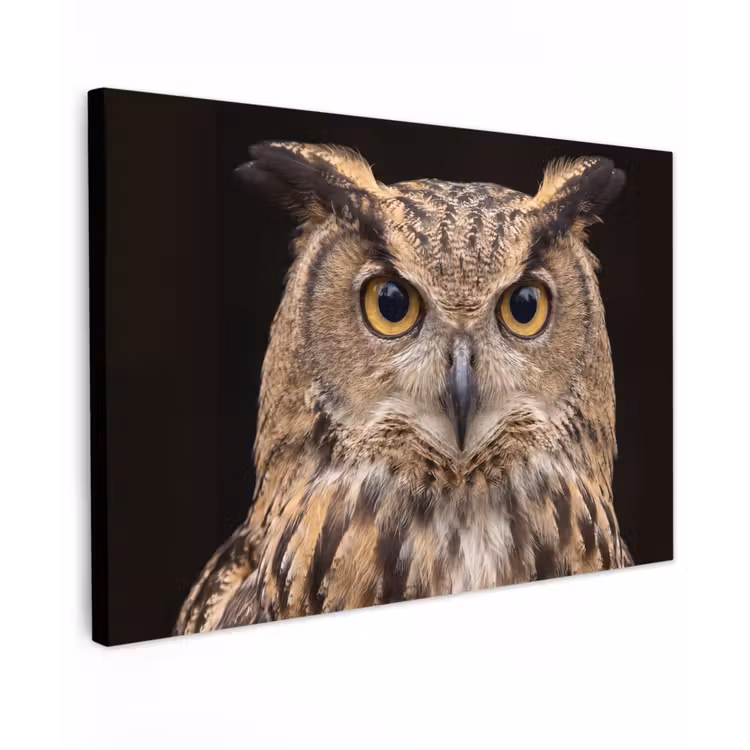 Oehoe - Uil - Portret - Bruin canvas 2cm klein -z3d