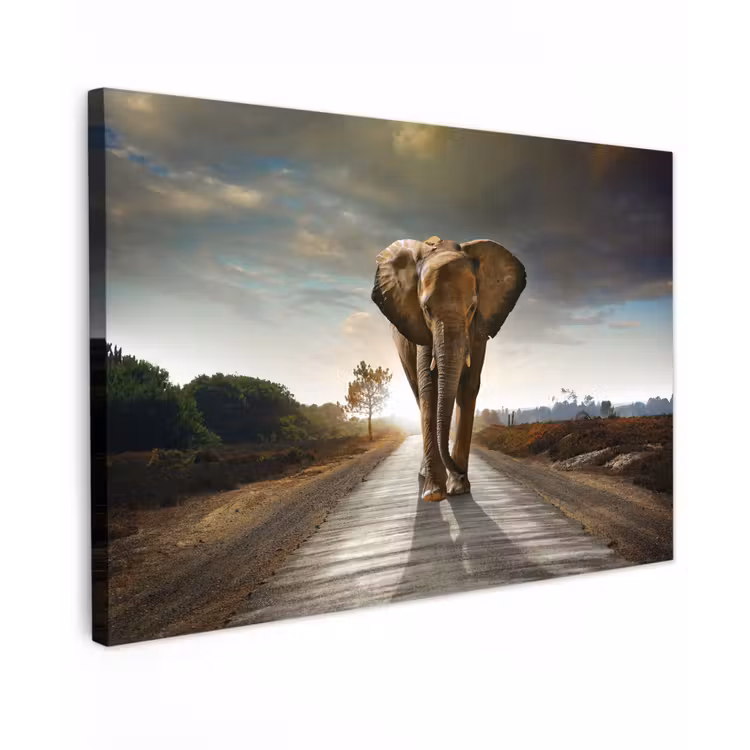 Olifant - Weg - Dieren - Zonsondergang - Landschap canvas 2cm klein -z3d