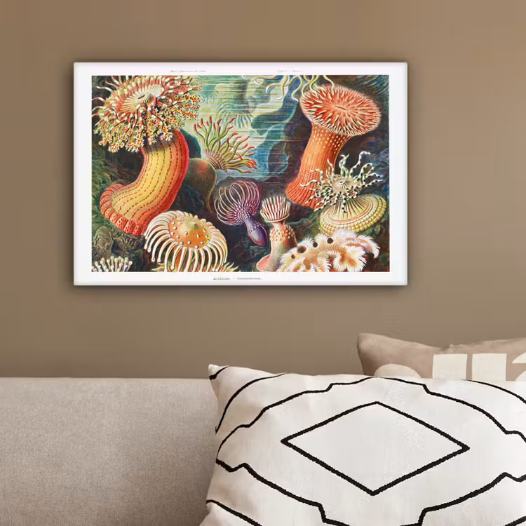 Ernst Haeckel - Anemoon - Retro - Natuur - Planten - Zee canvas 2cm klein -sfeer3