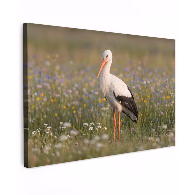 Ooienvaar - Bloemen - Weide - Kleurrijk canvas 2cm klein -z3d
