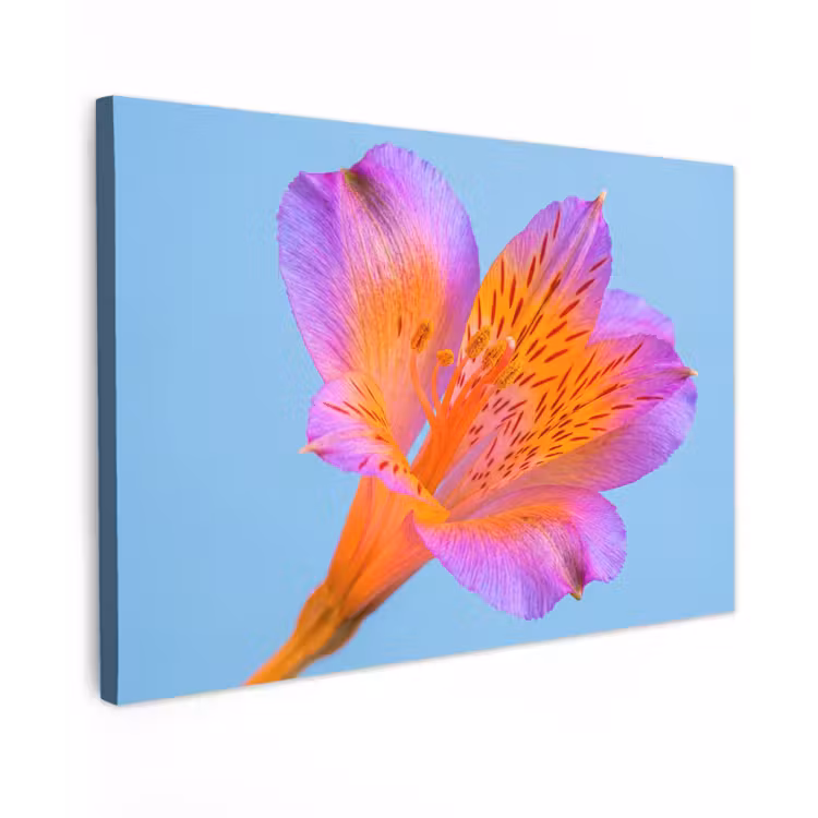 Bloem - Detail - Kleurrijk canvas 2cm klein -z3d