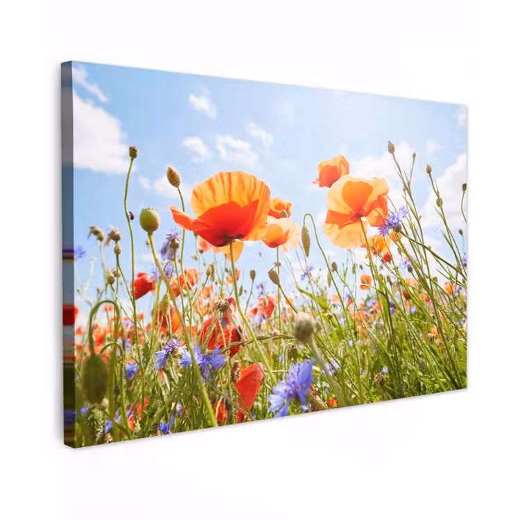 Bloemen - Klaproos - Lente - Natuur - Rood - Blauw canvas 2cm klein -z3d
