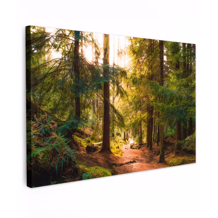 Bos - Pad - Bomen - Groen - Zon - Natuur canvas 2cm klein -z3d