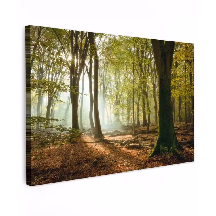 Bos - Zon - Seizoenen - Landschap canvas 2cm klein -z3d