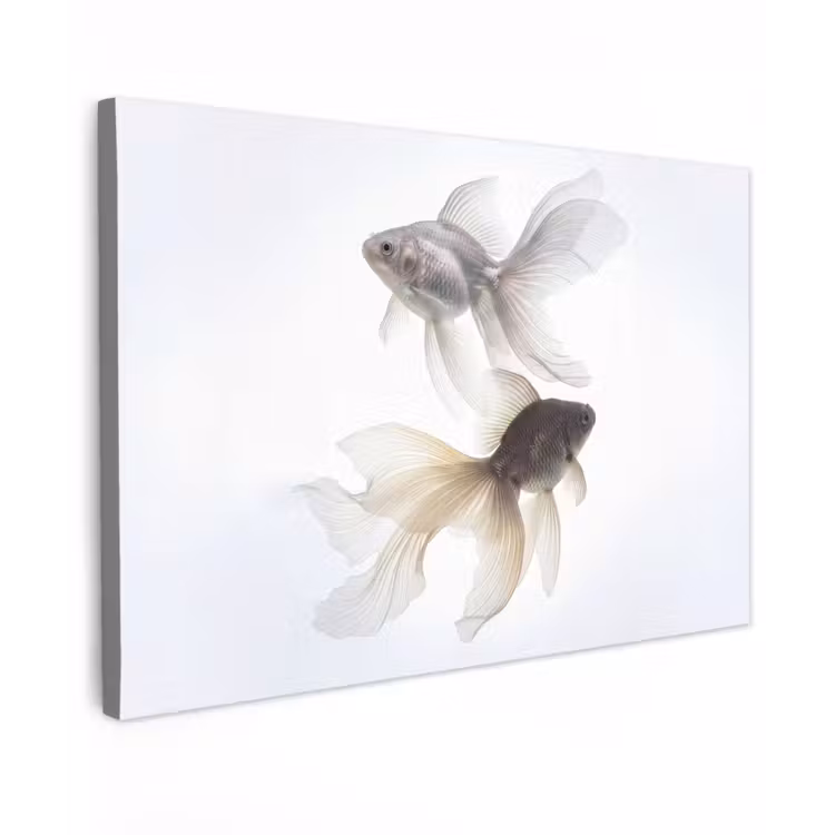 Goudvissen - Modern - Wit canvas 2cm klein -z3d