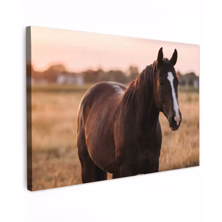 Paard - Zonsondergang - Bruin canvas 2cm klein -z3d