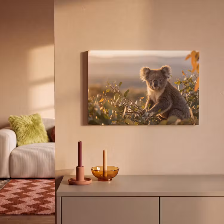 Koala - Bladeren - Ochtendlicht canvas 2cm klein -sfeer1
