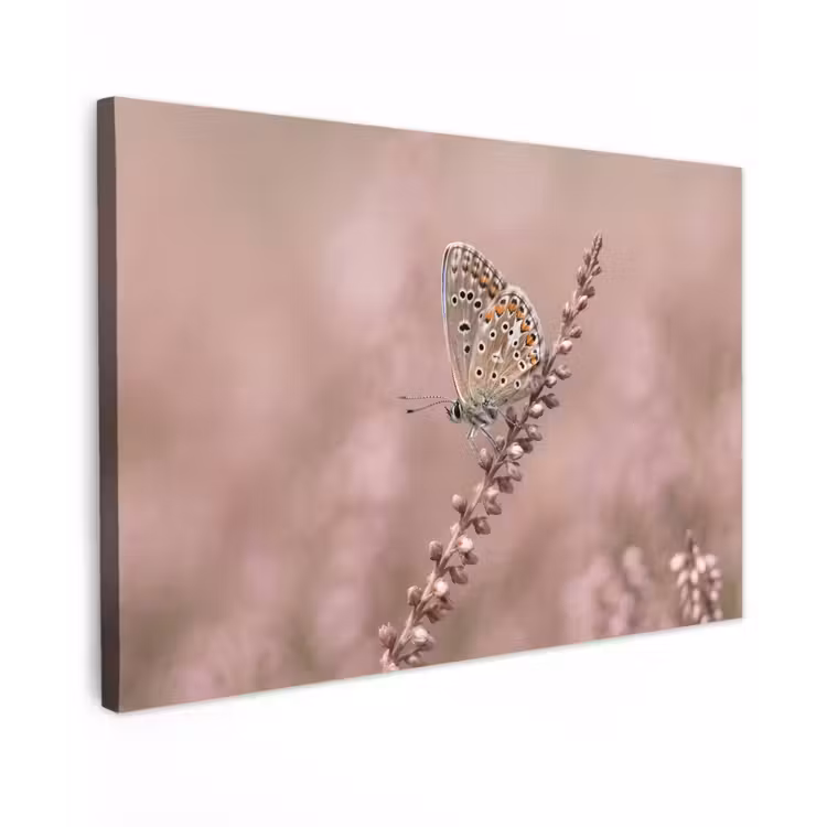 Lavendel - Vlinder - Paars canvas 2cm klein -z3d