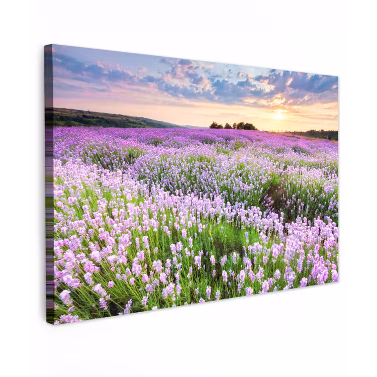 Lavendel - Bloemen - Zonsondergang - Paars - Weide canvas 2cm klein -z3d