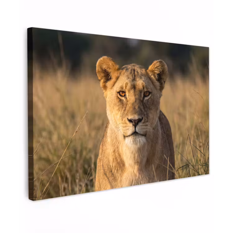 Leeuwin - Gras - Geel canvas 2cm klein -z3d