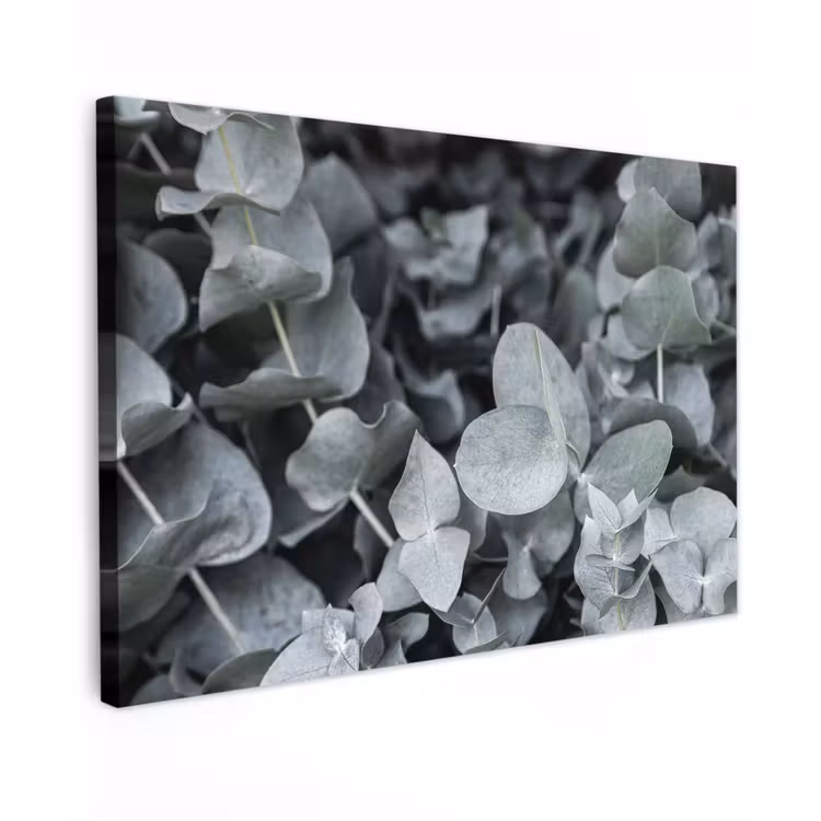 Natuur - Planten - Eucalyptus - Bladeren canvas 2cm klein -z3d