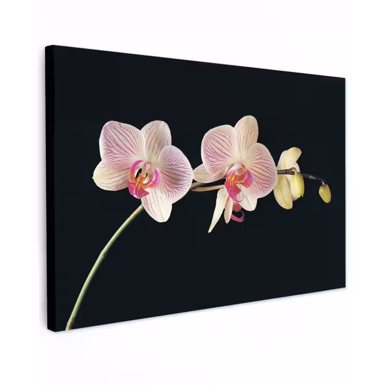 Orchidee - Bloemen - Zwart - Roze - Knoppen canvas 2cm klein -z3d