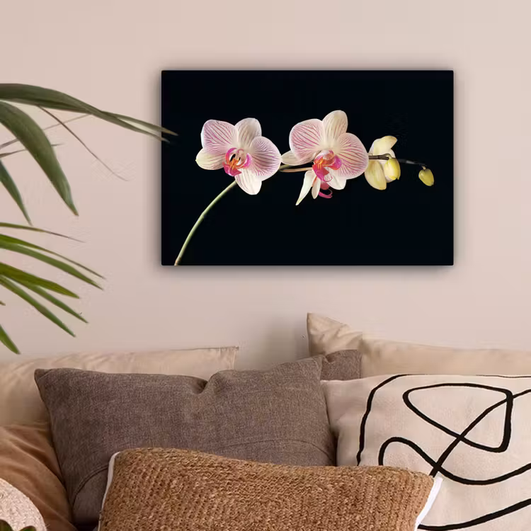 Orchidee - Bloemen - Zwart - Roze - Knoppen canvas 2cm klein -sfeer1