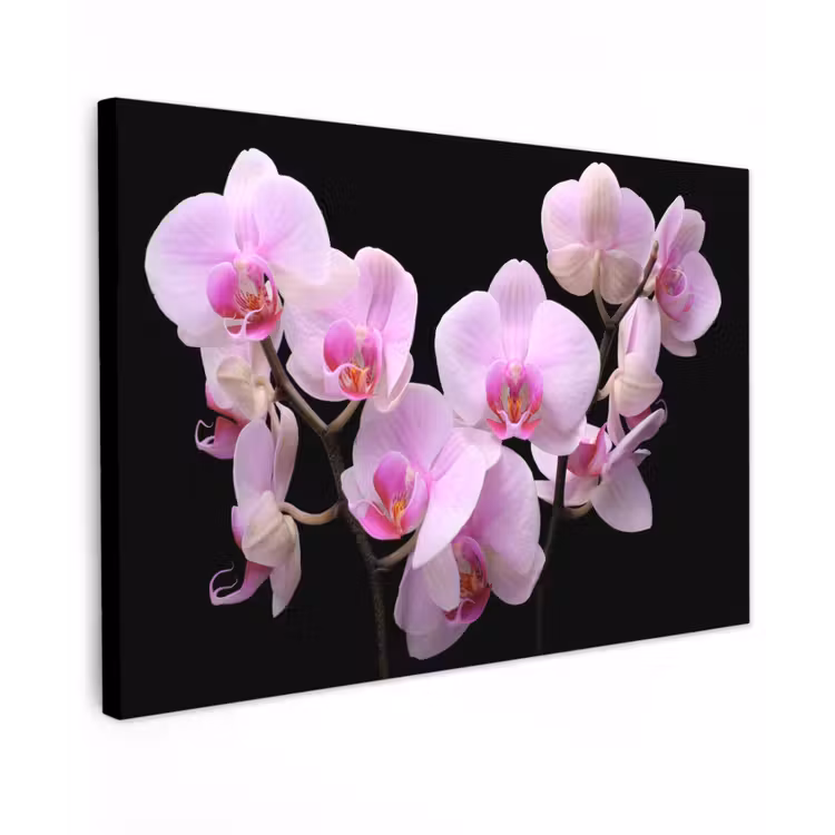 Orchidee - Bloemen - Roze - Flora canvas 2cm klein -z3d
