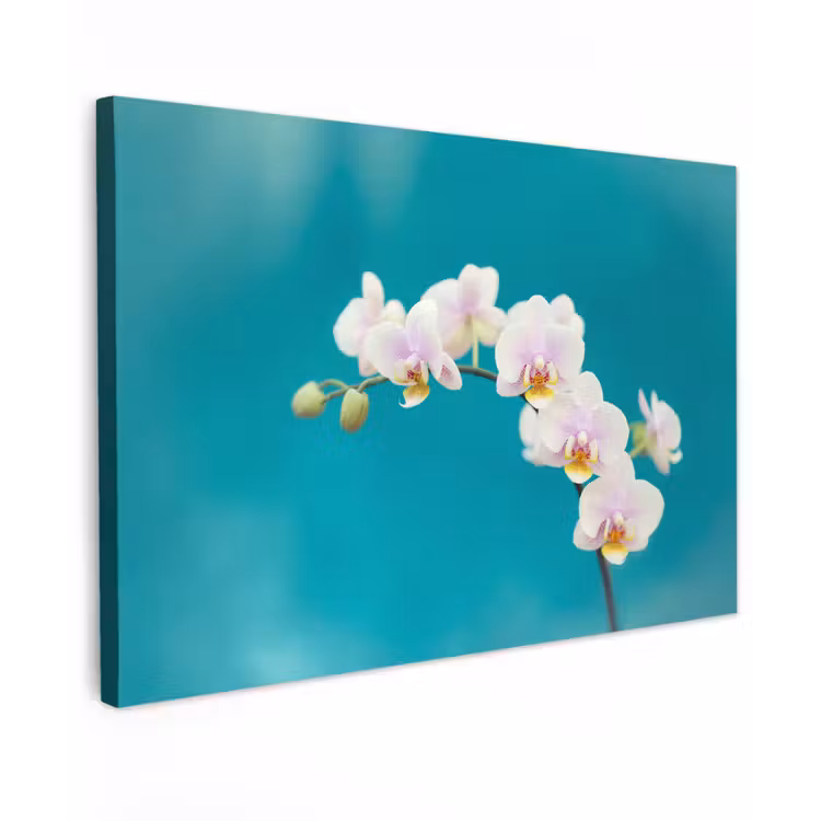 Orchidee - Bloemen - Plant - Wit - Paars canvas 2cm klein -z3d