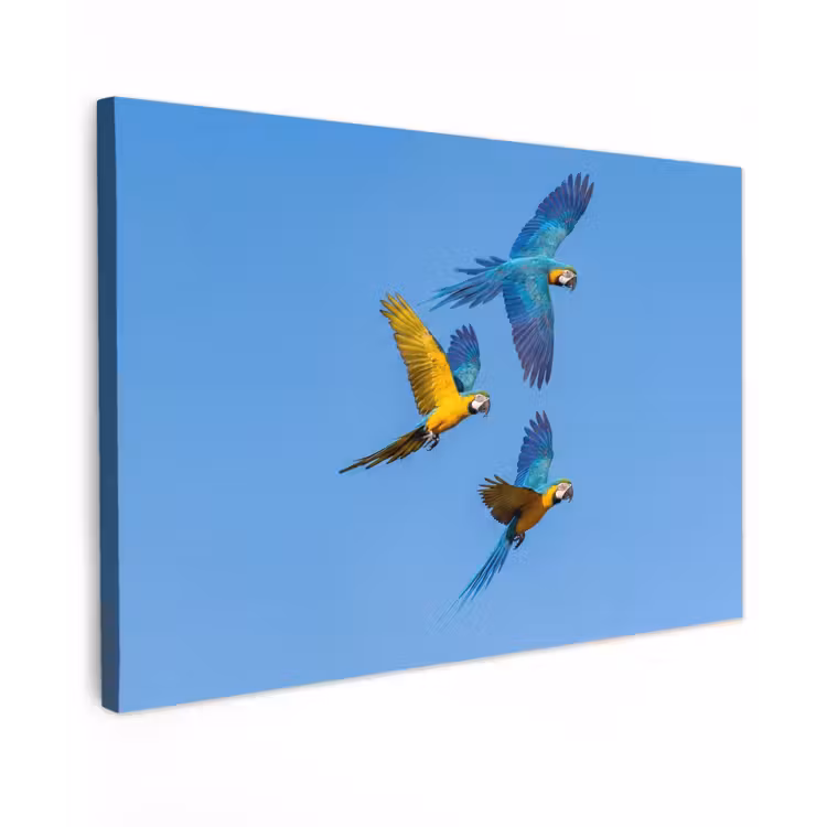 Papagaai - Vliegen - Blauw - Geel canvas 2cm klein -z3d