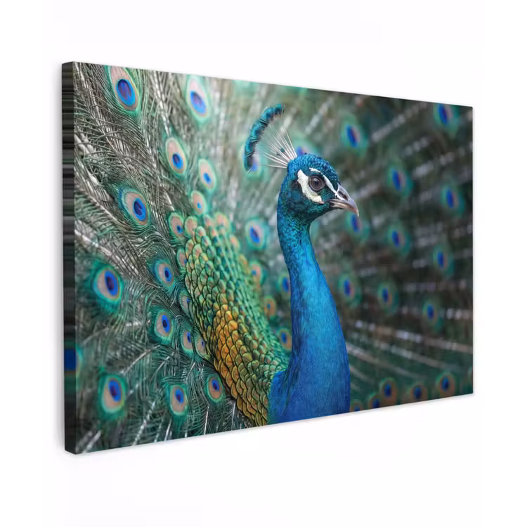 Pauw - Veren - Blauw canvas 2cm klein -z3d