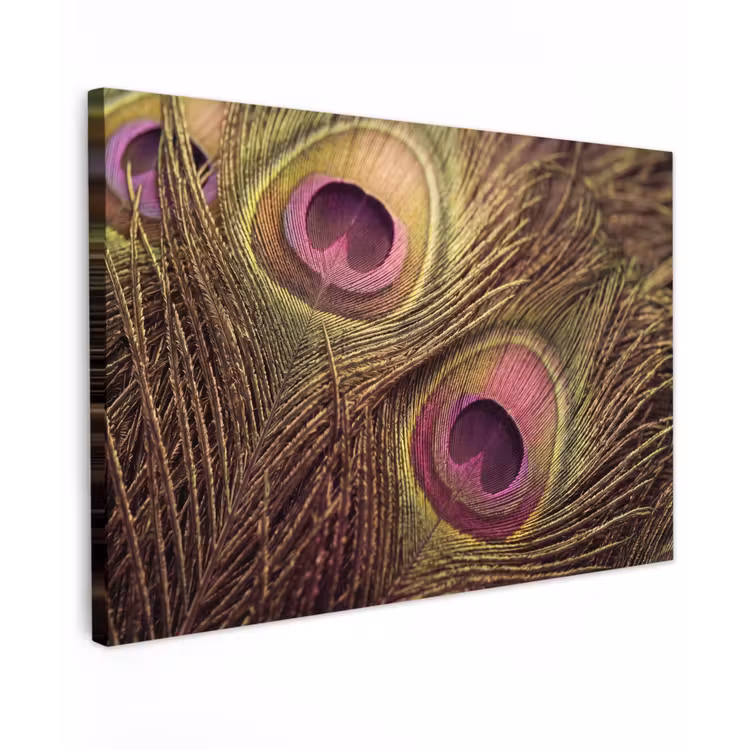 Pauw - Veren - Paars - Groen canvas 2cm klein -z3d