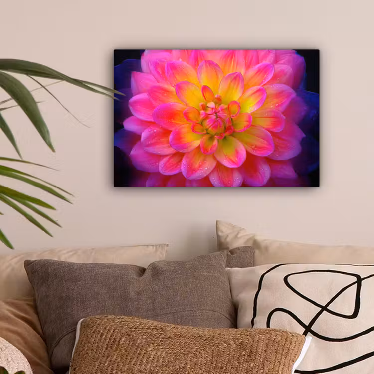 Roze - Dahlia - Kleurrijk canvas 2cm klein -sfeer1