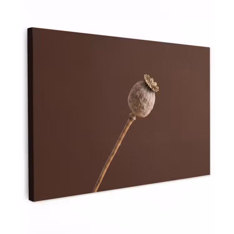 Papaverbol - Droogbloem - Bruin - Minimalistisch canvas 2cm klein -z3d