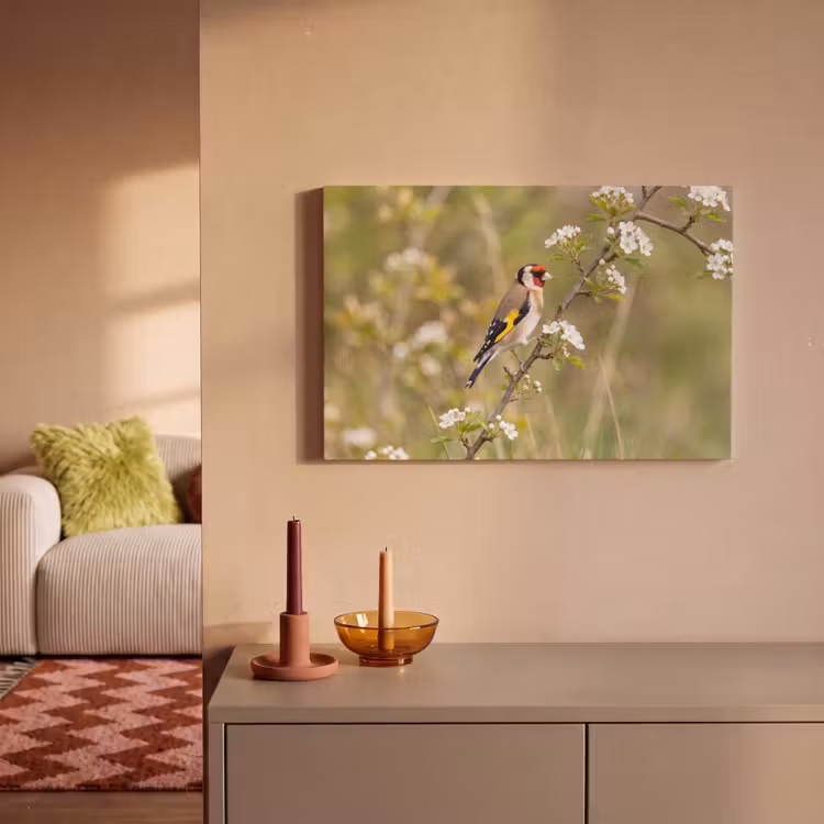 Putter - Bloesem - Lente - Natuur - Kleurrijk canvas 2cm klein -sfeer1
