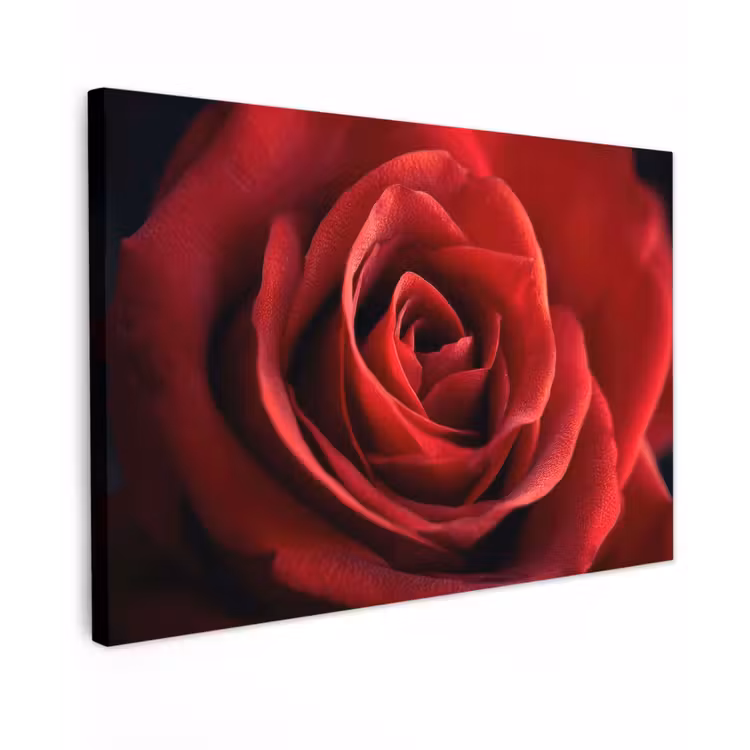 Rood - Roos - Romantisch canvas 2cm klein -z3d