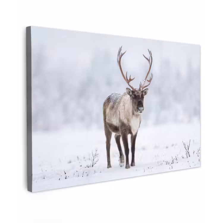 Rendier - Gewei - Toendra - Sneeuw - Wild canvas 2cm klein -z3d