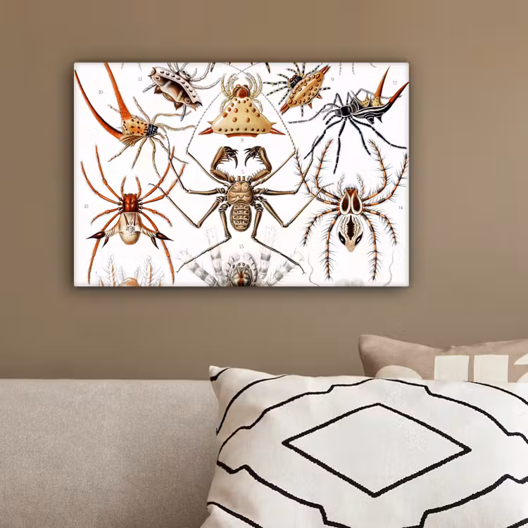 Retro - Spin - Ernst Haeckel - Spinnen canvas 2cm klein -sfeer3