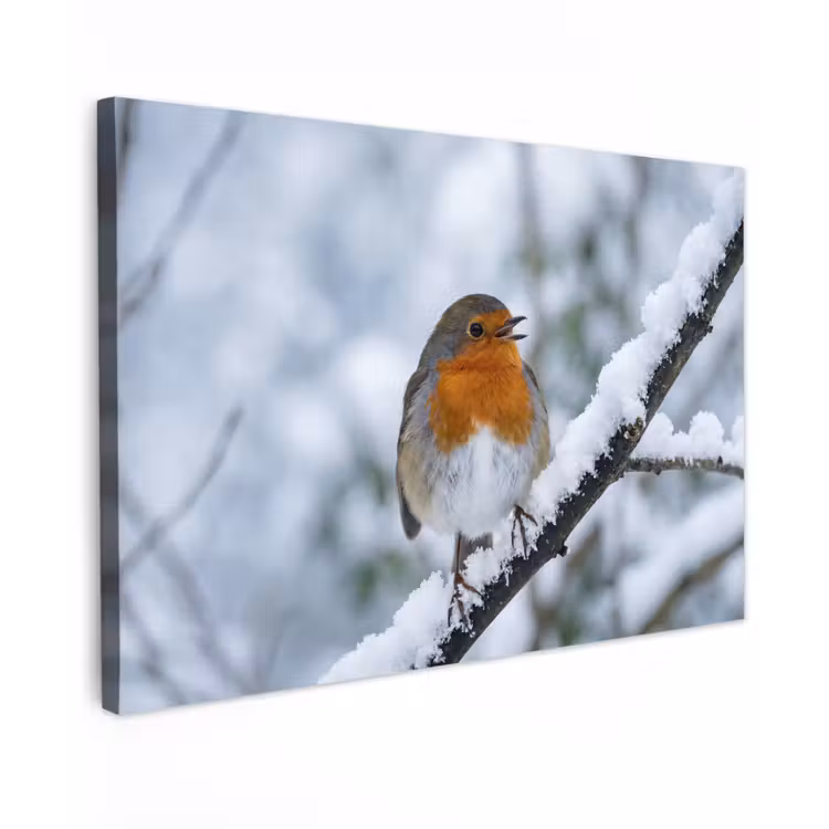 Roodborstje - Tak - Sneeuw - Winter - Levendig canvas 2cm klein -z3d