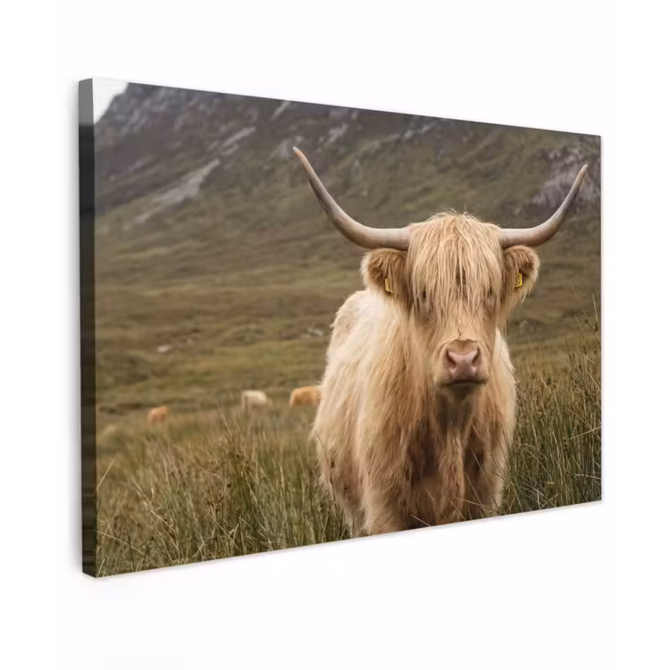 Schotse hooglander - Bergen - Grasveld canvas 2cm klein -z3d