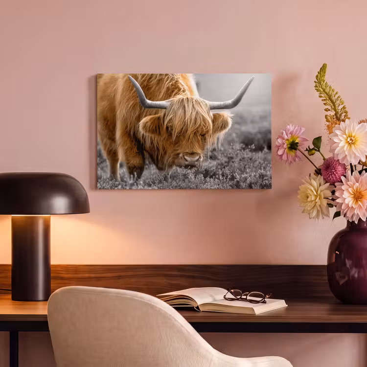 Schotse Hooglander - Dieren - Bruin - Koe - Zwart - Wit - Natuur canvas 2cm klein -sfeer4