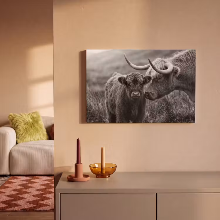 Schotse hooglander - Kalf - Zwart - Wit canvas 2cm klein -sfeer1