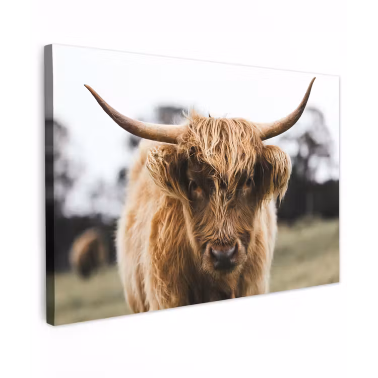 Schotse Hooglander - Koe - Gras - Dieren - Natuur canvas 2cm klein -z3d