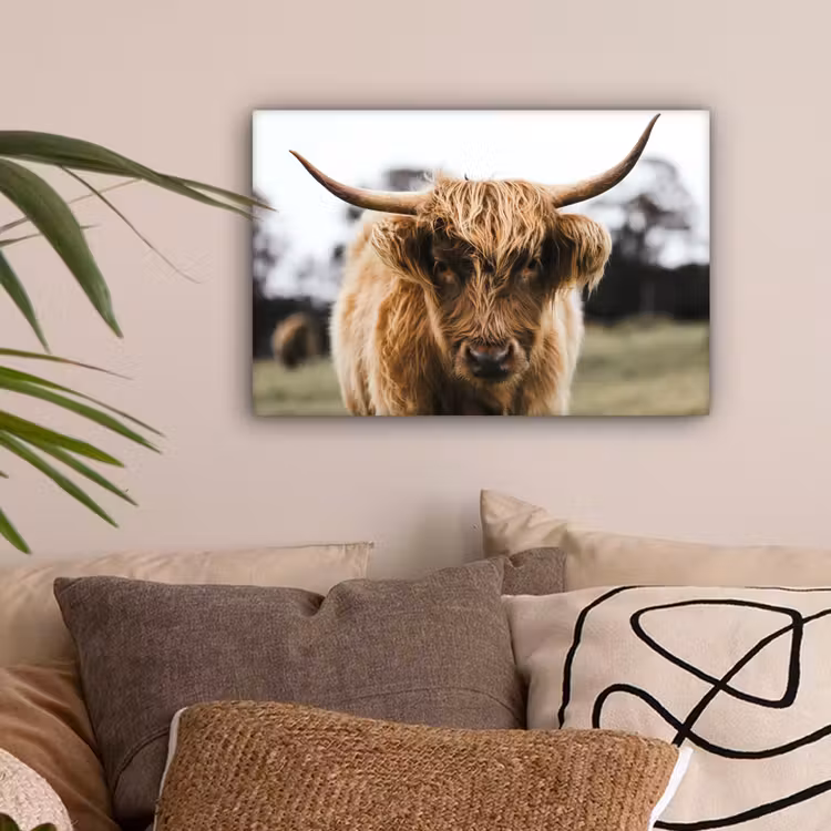 Schotse Hooglander - Koe - Gras - Dieren - Natuur canvas 2cm klein -sfeer1