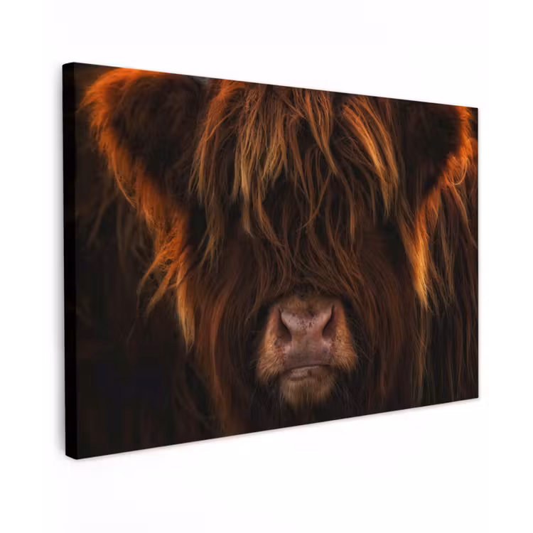Schotse Hooglander - Koe - Portret - Dieren canvas 2cm klein -z3d