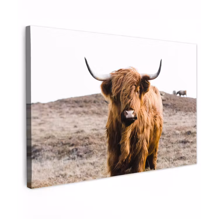 Schotse hooglander - Landschap - Koe - Bruin - Dieren - Natuur canvas 2cm klein -z3d