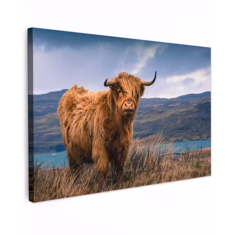 Schotse Hooglander - Berg - Water - Natuur - Koe canvas 2cm klein -z3d