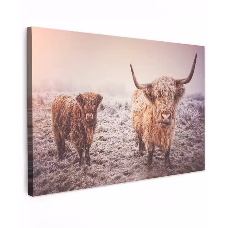 Schotse hooglanders - Licht - Lucht - Natuur canvas 2cm klein -z3d