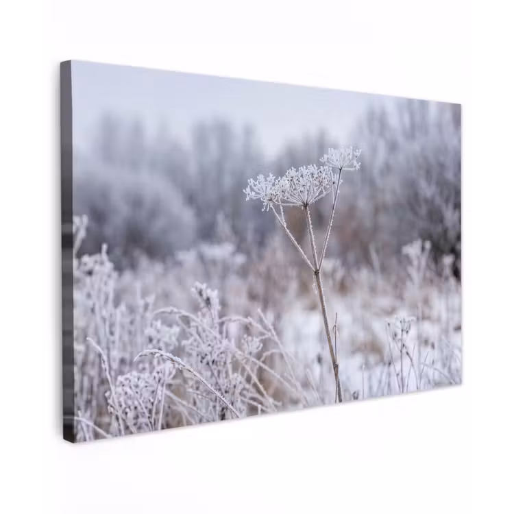 Schermbloem - Rijp - Kristallen - Winter - Delicaat canvas 2cm klein -z3d