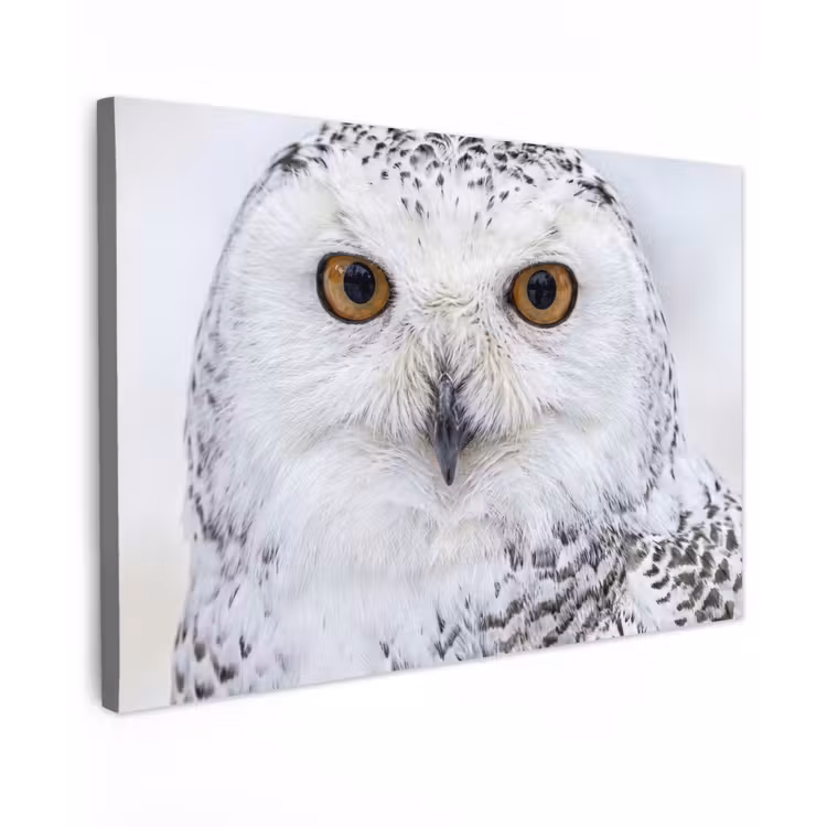 Sneeuwuil - Oog - Wildlife - Wit canvas 2cm klein -z3d