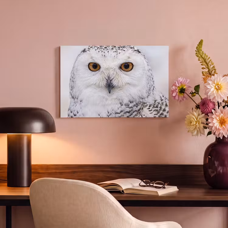 Sneeuwuil - Oog - Wildlife - Wit canvas 2cm klein -sfeer4