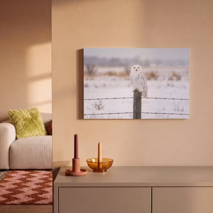 Sneeuwuil - Hek - Sneeuw - Wit canvas 2cm klein -sfeer1