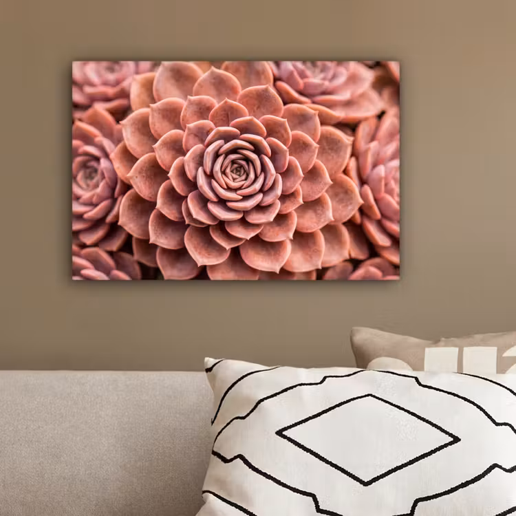 Vetplant - Organisch - Roze canvas 2cm klein -sfeer3